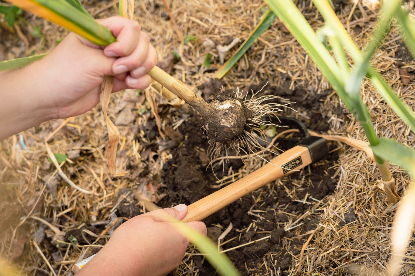 Japanese Hand Held Claw Hoe No. 107 from Garage Sale