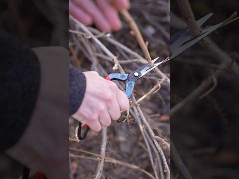 Chikamasa Herb Snips – Knifewear - Handcrafted Japanese Kitchen Knives