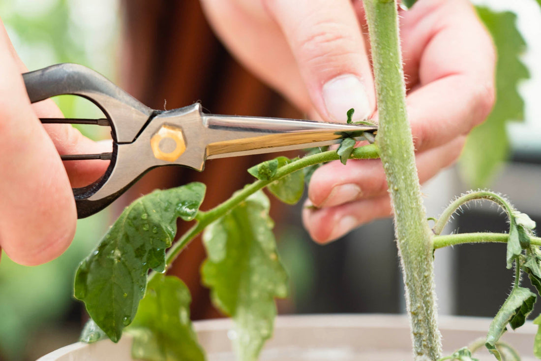 Gardening tips with Knifewear with Neighbours Nursery