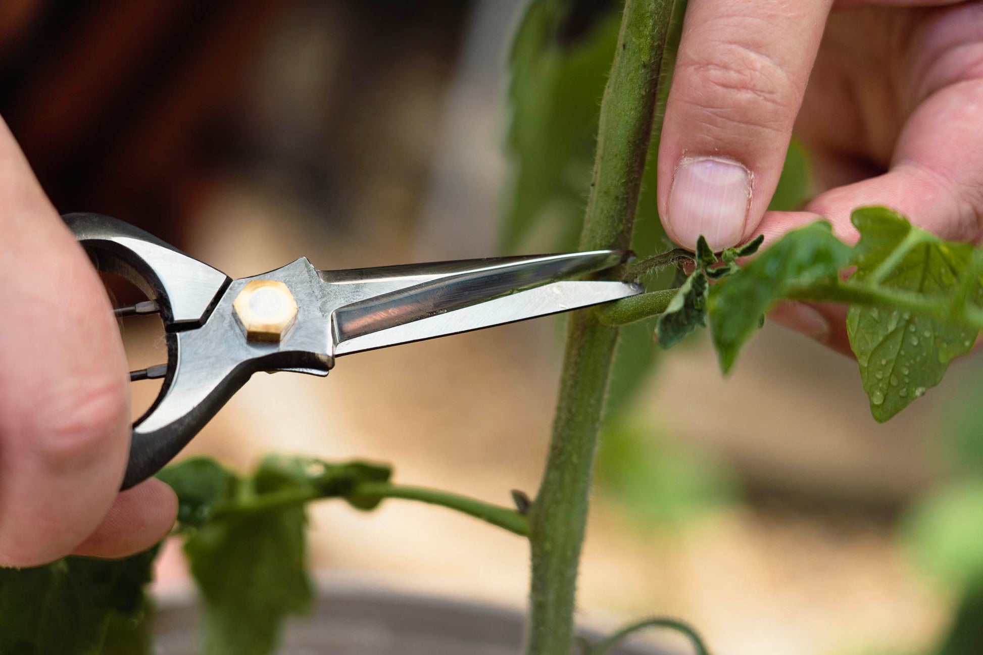Chikamasa Herb Snips deftly prune a delicate plant shoot, showcasing their precision and sharpness, ideal for meticulous gardening tasks.