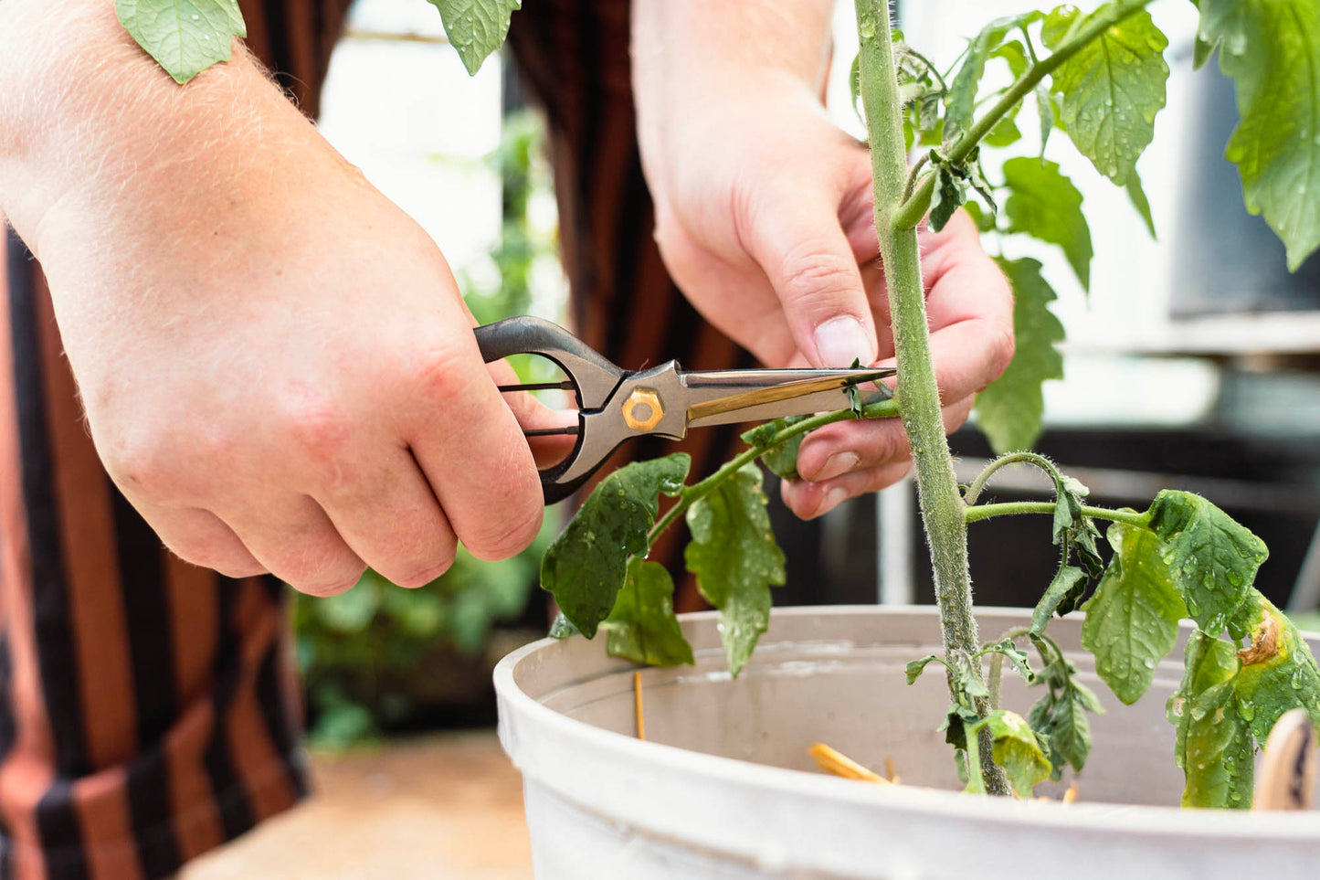 Hands using Chikamasa Herb Snips to prune a young tomato plant in a white container, showcasing precision and sharpness for gardening enthusiasts.
